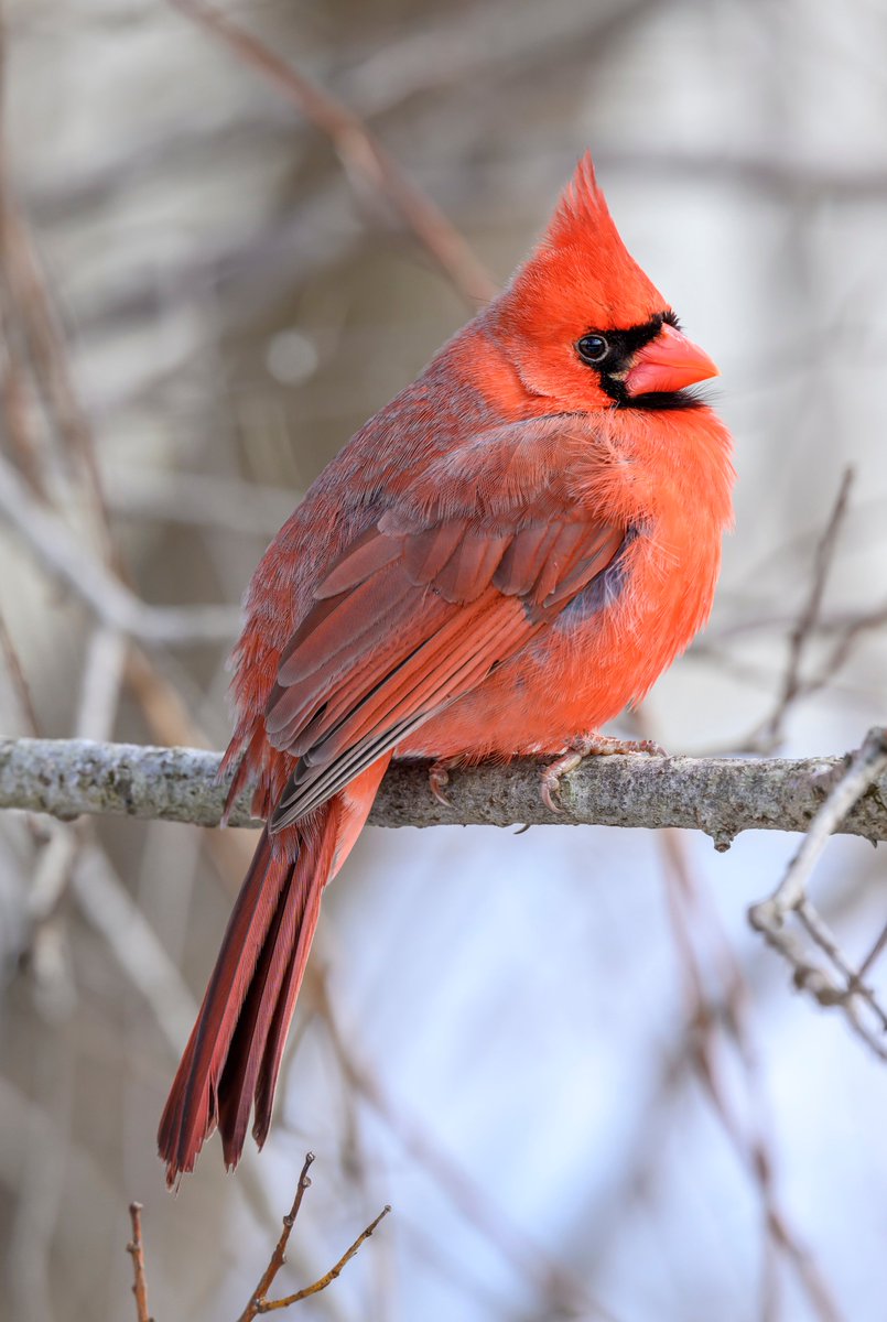 A Northern Cardinal perched along the trail, being his handsome self.