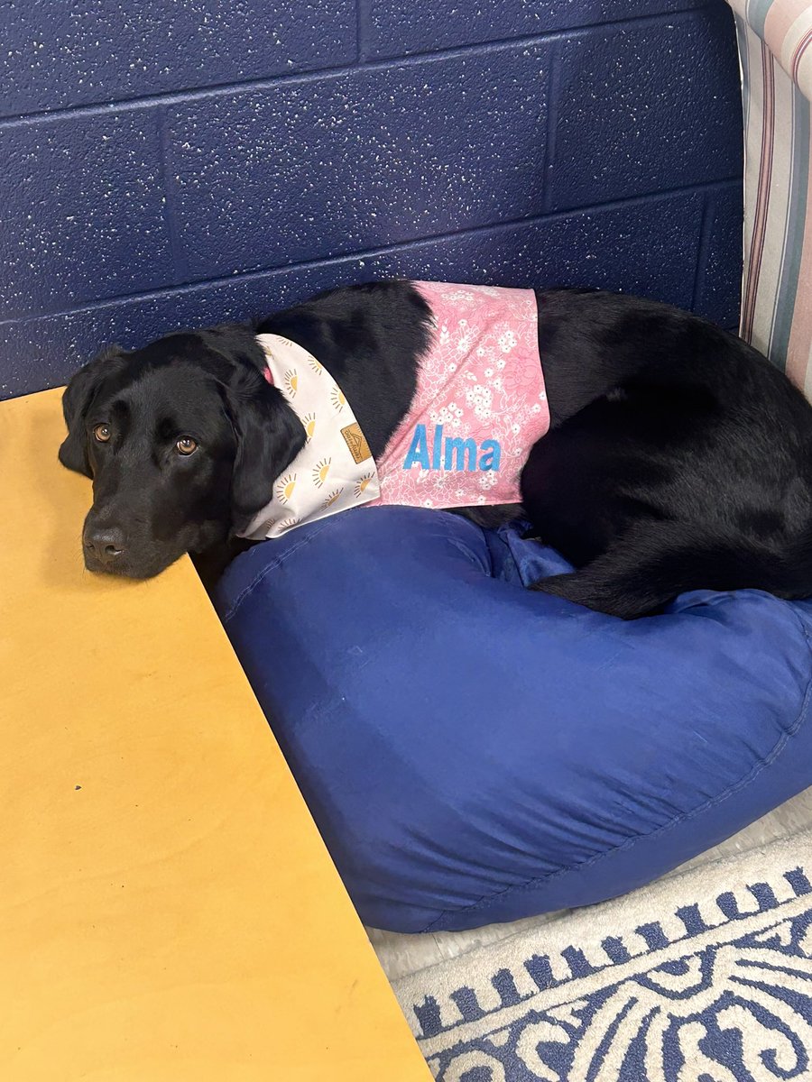 Alma the PGS Therapy Dog (@fssdalma) on Twitter photo I have some very comfy spots in Mrs. Rich’s 6th grade classroom, but my favorite spot is getting scritches from students. 💚💙💚 #dssd #therapydog #schooltherapydog #fssdtherapydogpack <a href="/fssdPGMS/">Poplar Grove 5-8</a> I have some very comfy spots in Mrs. Rich’s 6th grade classroom, but my favorite spot is getting scritches from students. 💚💙💚 #dssd #therapydog #schooltherapydog #fssdtherapydogpack <a href="/fssdPGMS/">Poplar Grove 5-8</a>