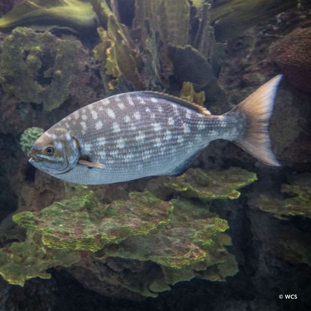 This attractive fish is a Bermuda sea chub. These schooling fish are found globally in tropical & subtropical oceans. DYK we have around 300 bony fish species at the aquarium for you to discover? Bony fish make up about 95% of all fishes and have skeletons comprised of bone.