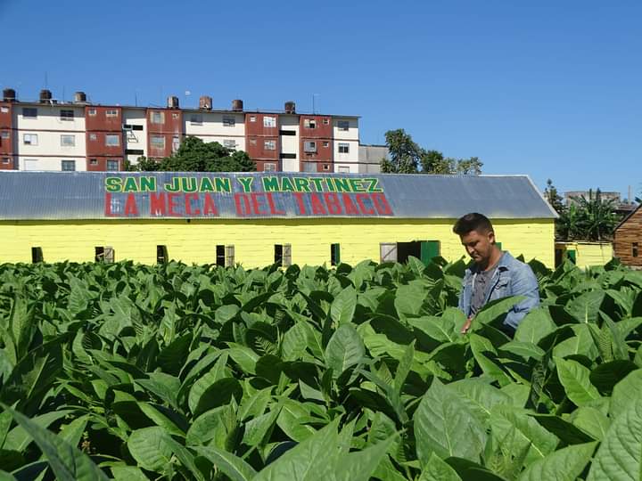 'En #SanJuanyMartínez, la tierra del mejor tabaco del mundo, se han recolectado 3 millones de cujes de la hoja y la cosecha continúa': Michel A Valdés, Director de la Empresa Tabaco Hermanos Saíz, en ese territorio. #PinardelRío #CultivandoRevolución #Cuba