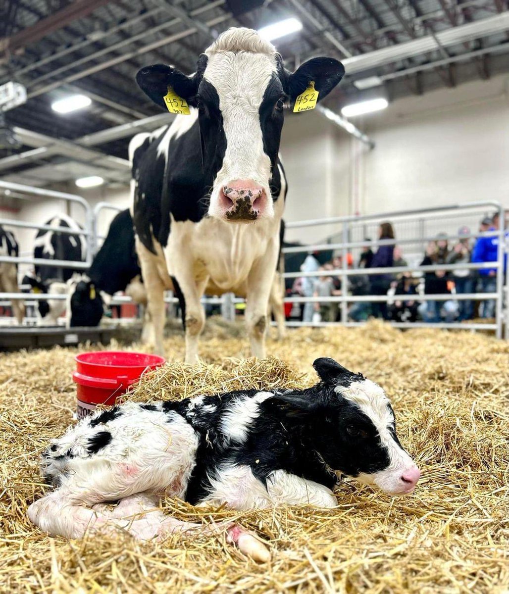 There’s no if, ands, or bulls about it – dairy cows are our favorite farm animals and we celebrate them today on National Farm Animals Day.

 #NationalFarmAnimalsDay #FarmAnimals #Cows #CowLove