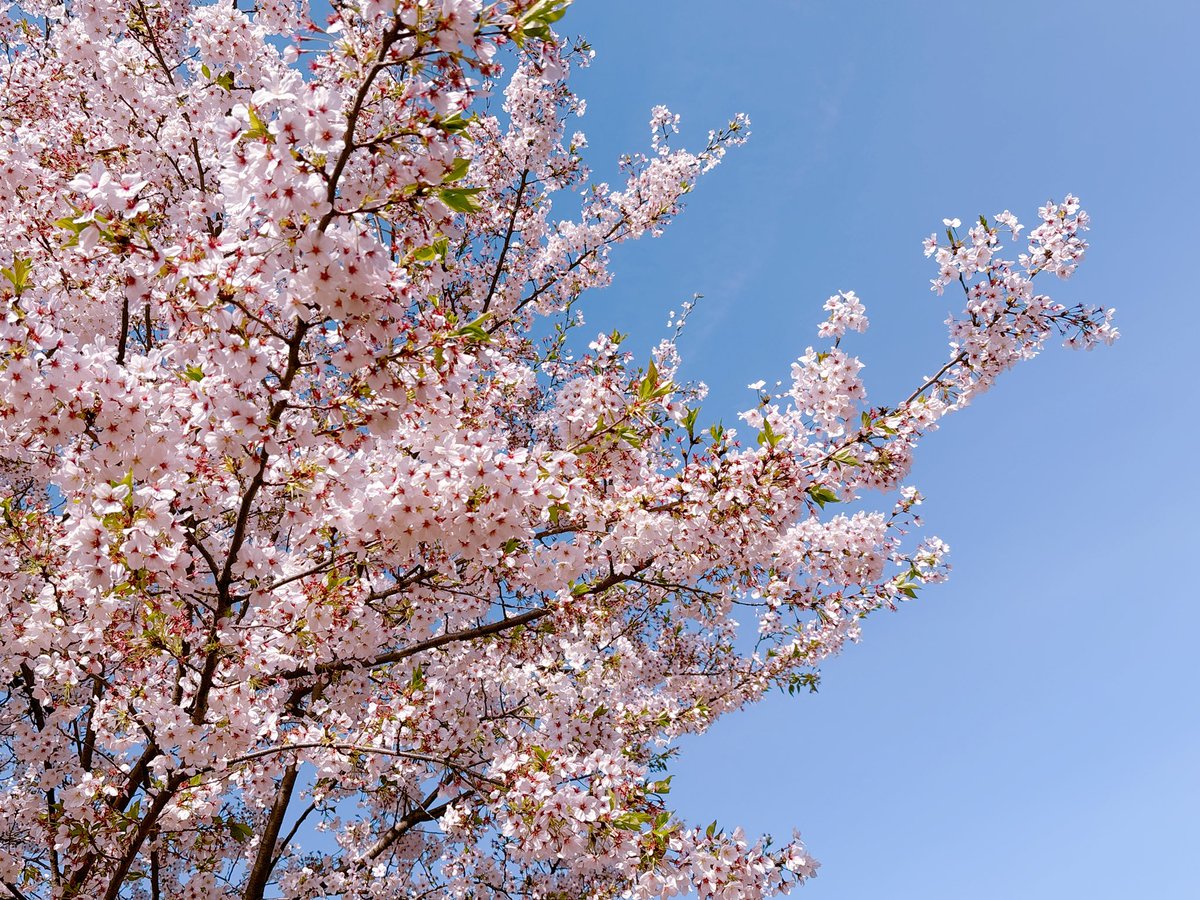 「葉桜も綺麗 」|まゆポンのイラスト