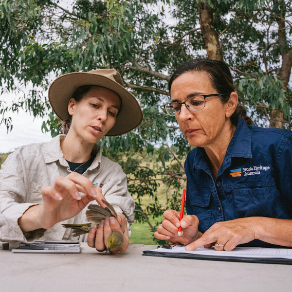 Thanks to nine years of restoration work at Scottsdale Reserve, Ngambri and Ngarigo Country in NSW, bird ‘superhighways’ have formed. Follow out more 👉 bushheritage.org.au/newsletters/20… #welovenature #birdistheword #birdwatching #conservationinaction #bushtracksmagazine