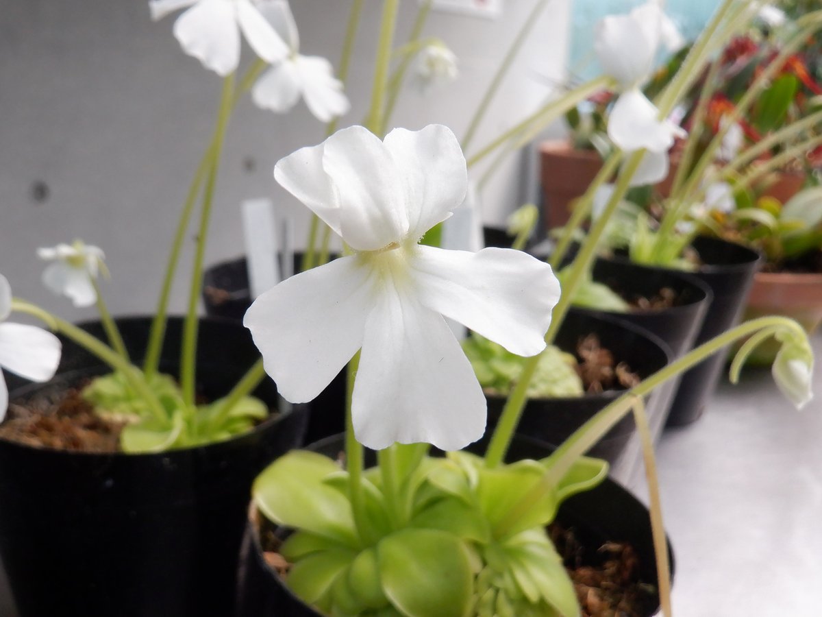 季節は春🌸でも温室はいつでも常夏の世界🌞 かわいらしい花も、ダイナミックな花や葉も、温室なら一度にご覧になれますよ✨🌴👀 ▼温室の最新情報はこちら fng.or.jp/shinjuku/2024/… #新宿御苑 #温室 #greenhouse