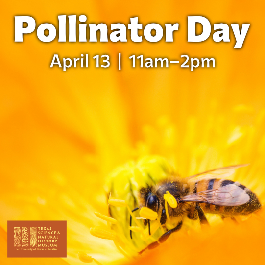 Join us for our first-ever Pollinator Day this Saturday, April 13 and enjoy fun, educational activities with the museum's education team, @WildflowerCtr, @twohiveshoney, Master Naturalists & more!🐝 sciencemuseum.utexas.edu/events/pollina…