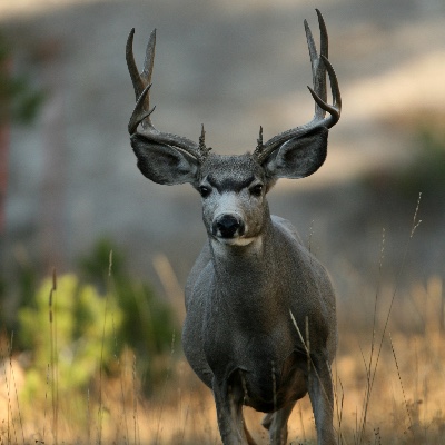 BREAKING: SCI Helps Defeat @GavinNewsom's ridiculous plan to ERADICATE all mule deer on Catalina Island! A HUGE win for all sportsmen and conservationists! #FirstForHunters safariclub.org/sci-and-sci-ca…