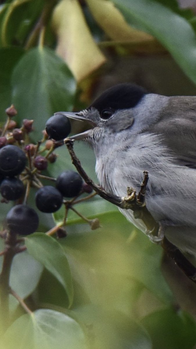 I’ll be in trouble for this with @The_BeeGirl for screenshotting and thus editing and diminishing her superb photo but that’s my comfort zone - in trouble! Just wanted to zoom in on this little fecker’s beak full of berry. Another fantastic capture my darling. I’ll be out in the…