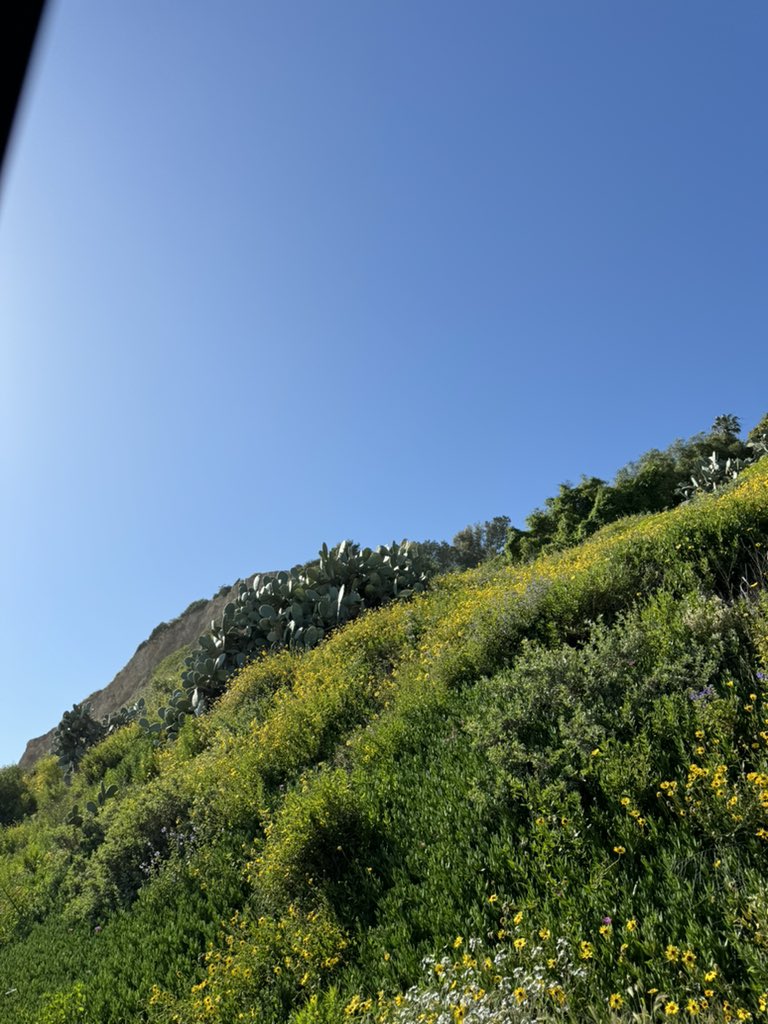 Having quite possibly the hardest day as @lataco Editor so far (five years). Stay tuned for another wave of not-so-good news tomorrow, but fuck, this hillside nopal growing among the blooms in Chumash territory is proof that we can make it too.