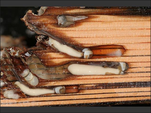 This map of shipwrecks is a good first-pass map for shipworms, a group of marine bivalve molluscs in the family Teredinidae.