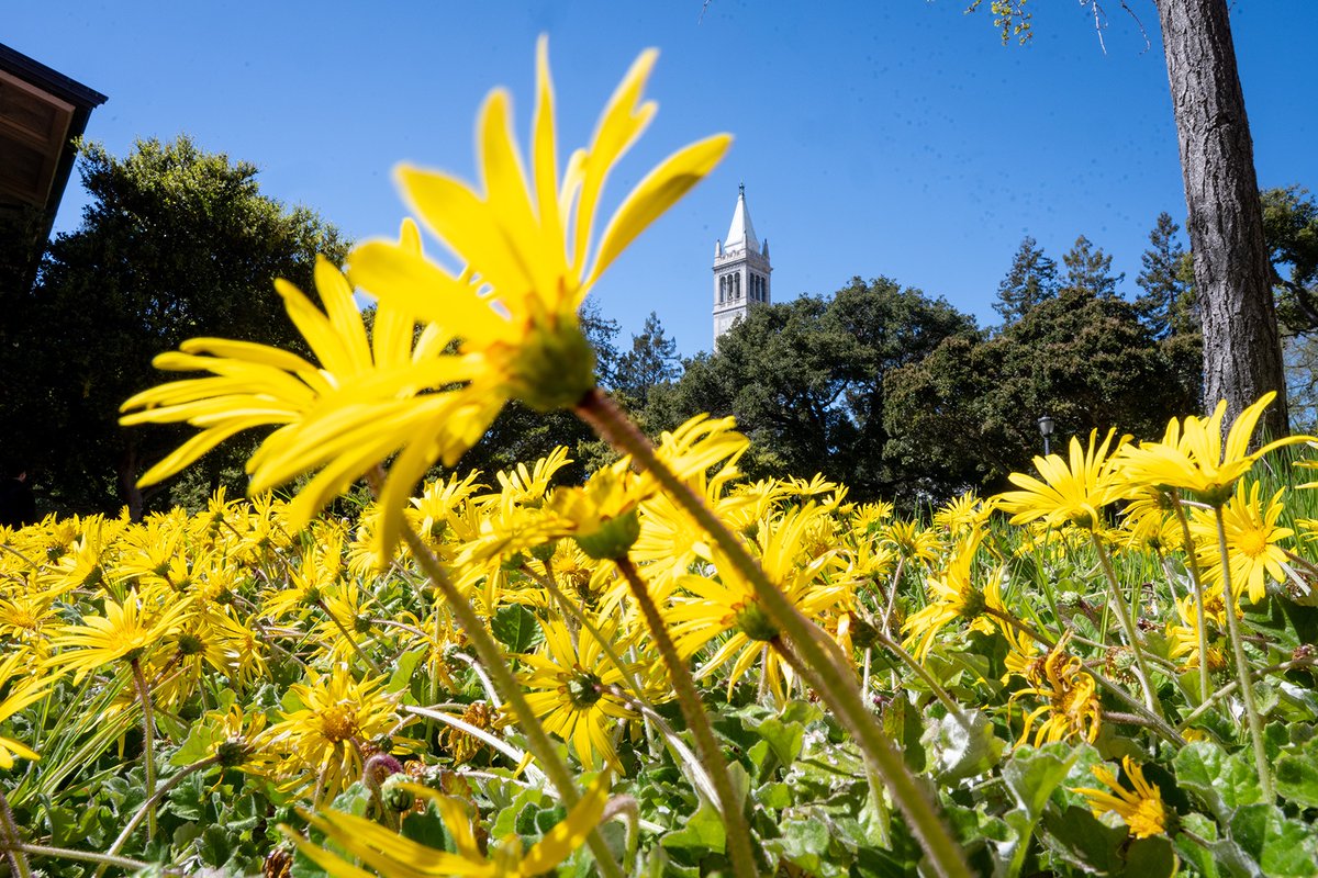 Who says SoCal is the only place to catch some rays in California... 😏 The Bay Area is beautiful, especially when the flowers start to bloom! 📸: Keegan Houser