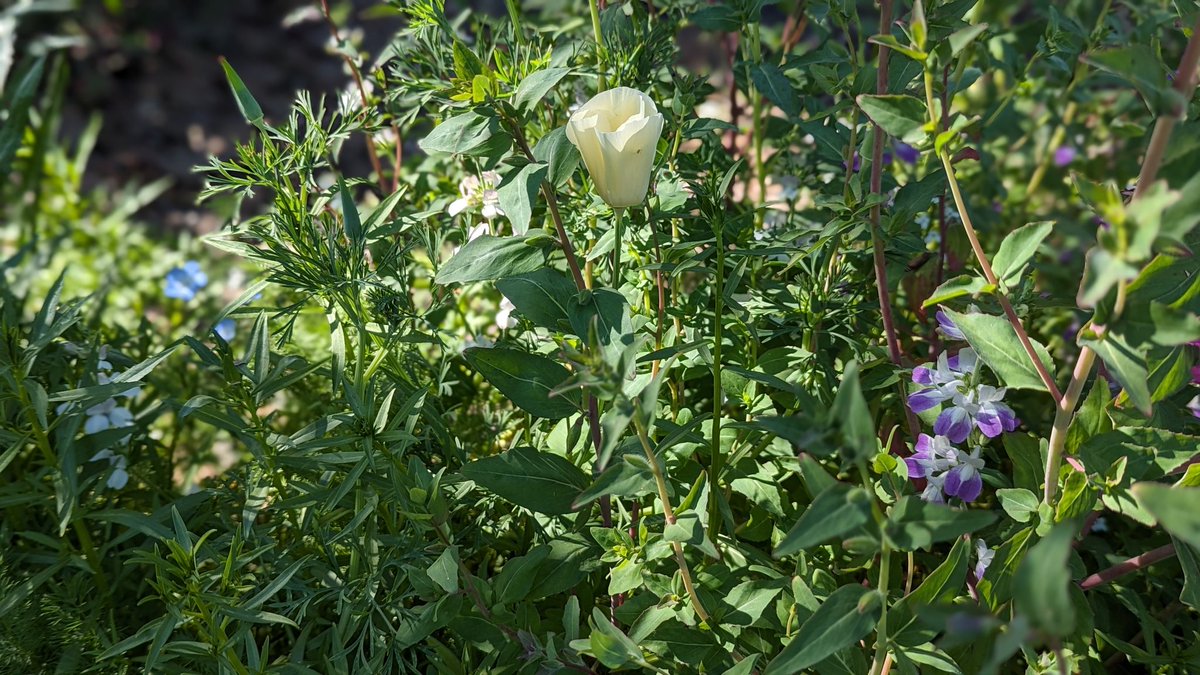 Delicate pale California Poppy