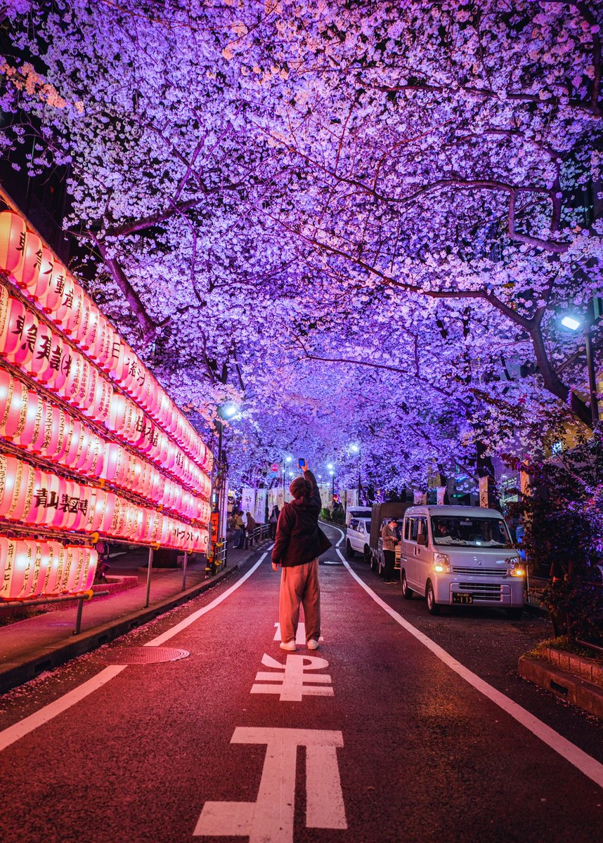 Cherry Blossom Nights in Tokyo