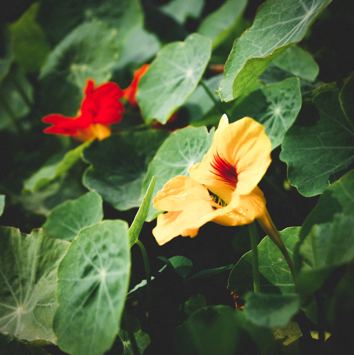 Garden Nasturtium