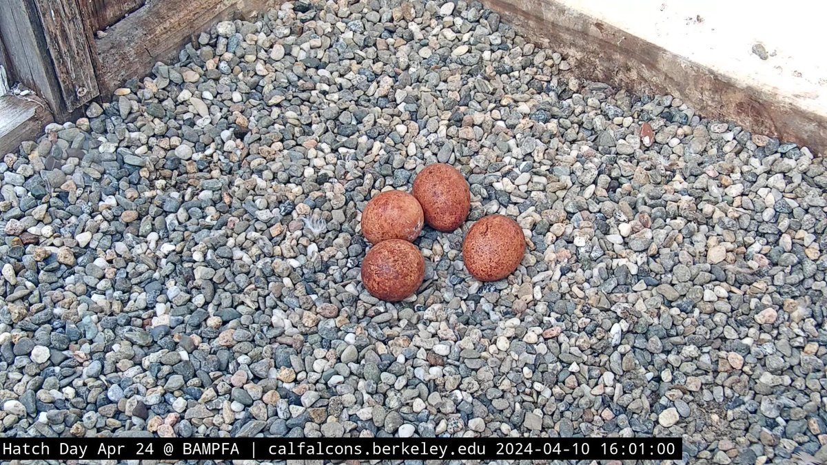 We're around 3 weeks into incubation and the chicks are almost finished developmentally. The last ~2 weeks of incubation feature a lot of growth, but all the parts are pretty much there. Most recently, the chicks down feathers have begun to grow.