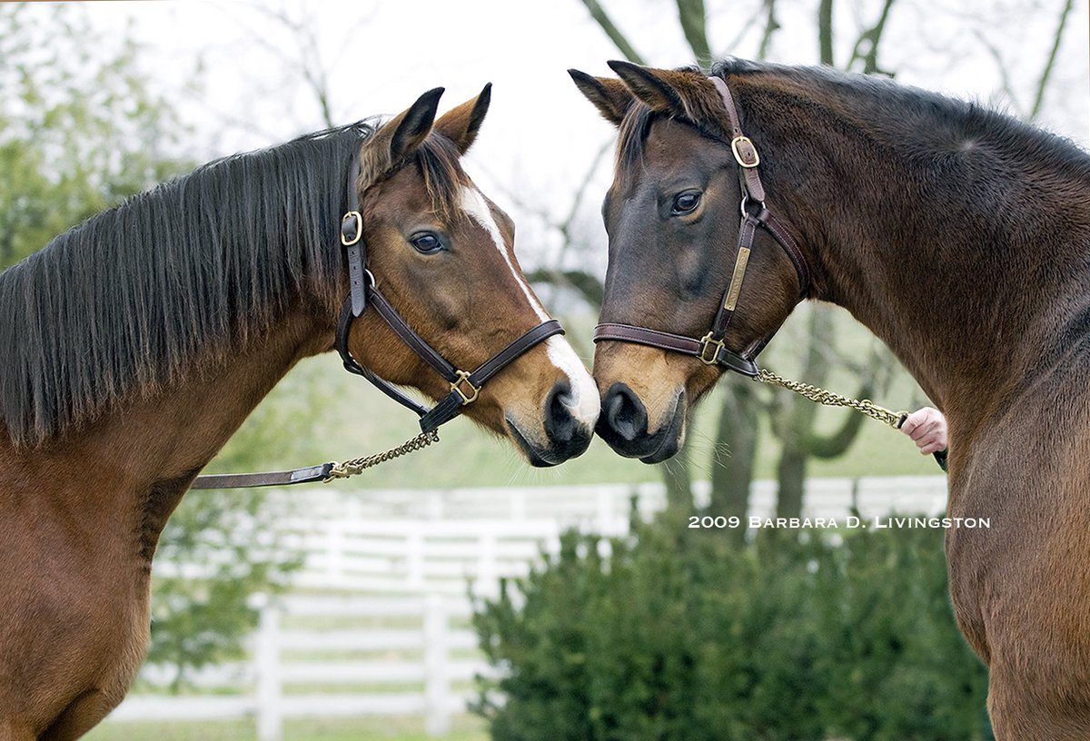 Thoughts of Big Brown's birthday brings thoughts of his dam MIEN and second dam MIASMA, here at Monticule in December 2009. MIEN (Nureyev) also produced graded stakes winner Archaggelos, etc.; MIASMA (Lear Fan) produced, among others, stakes winner Queen of the Creek.