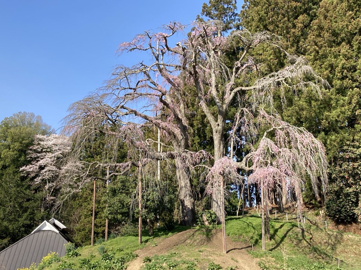 撮影日:2024.4.11
開花状況:５分咲き
#二本松の桜