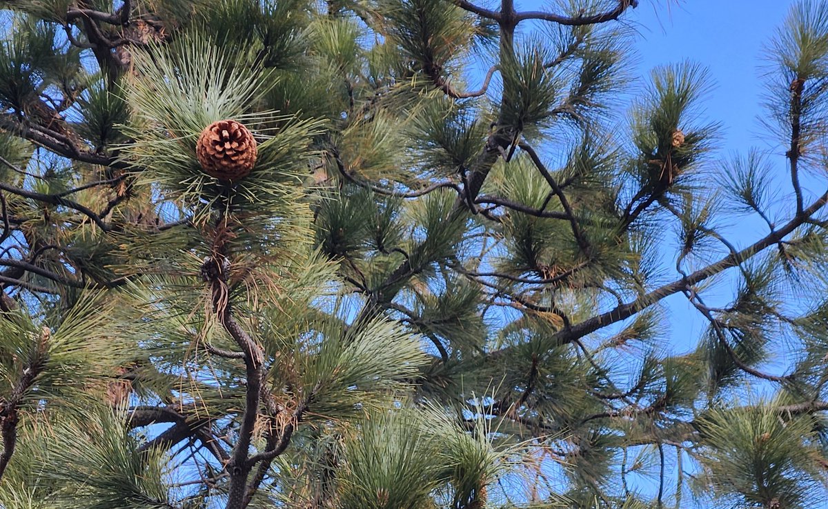 Did you know ~ Pine cones, consist of male and female ones. Just saying. Nature is mesmerizing. 💙
