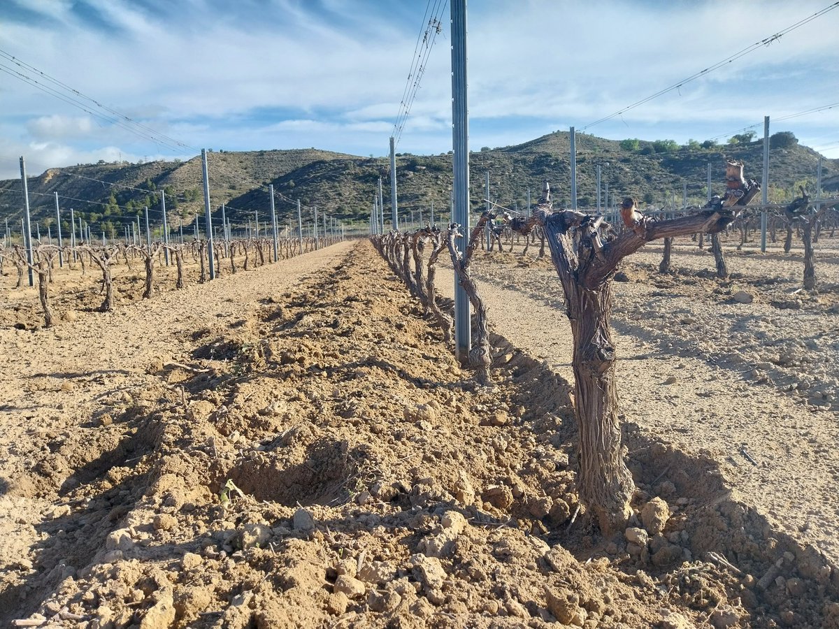 Labores de primavera.
Abro hilo. 

#rioja
#riojawine
#riojaalavesa
#vinodemunicipio
#AUNECIDO
#maceracioncarbonica
#RABICANDIL
#produccionintegrada