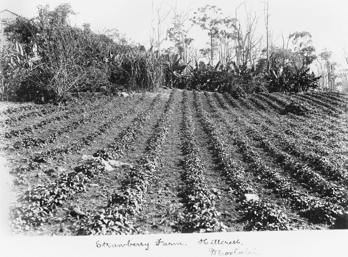 Go #BackInTime on ABC Sunshine Coast with Senior Research Librarian Christina Ealing-Godbold. Learn about Mooloolah Valley and its rich agricultural history. Listen here starting at 1:14:36 ow.ly/j53250RbYVh 📷 Hillcrest strawberry farm, Mooloolah, 1907, neg number: 48308