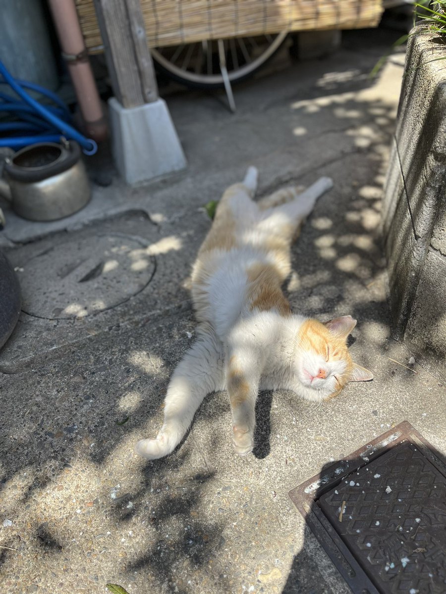 yyj_1216's tweet photo. 🐱🌸 https://t.co/f3LeB6vA1y