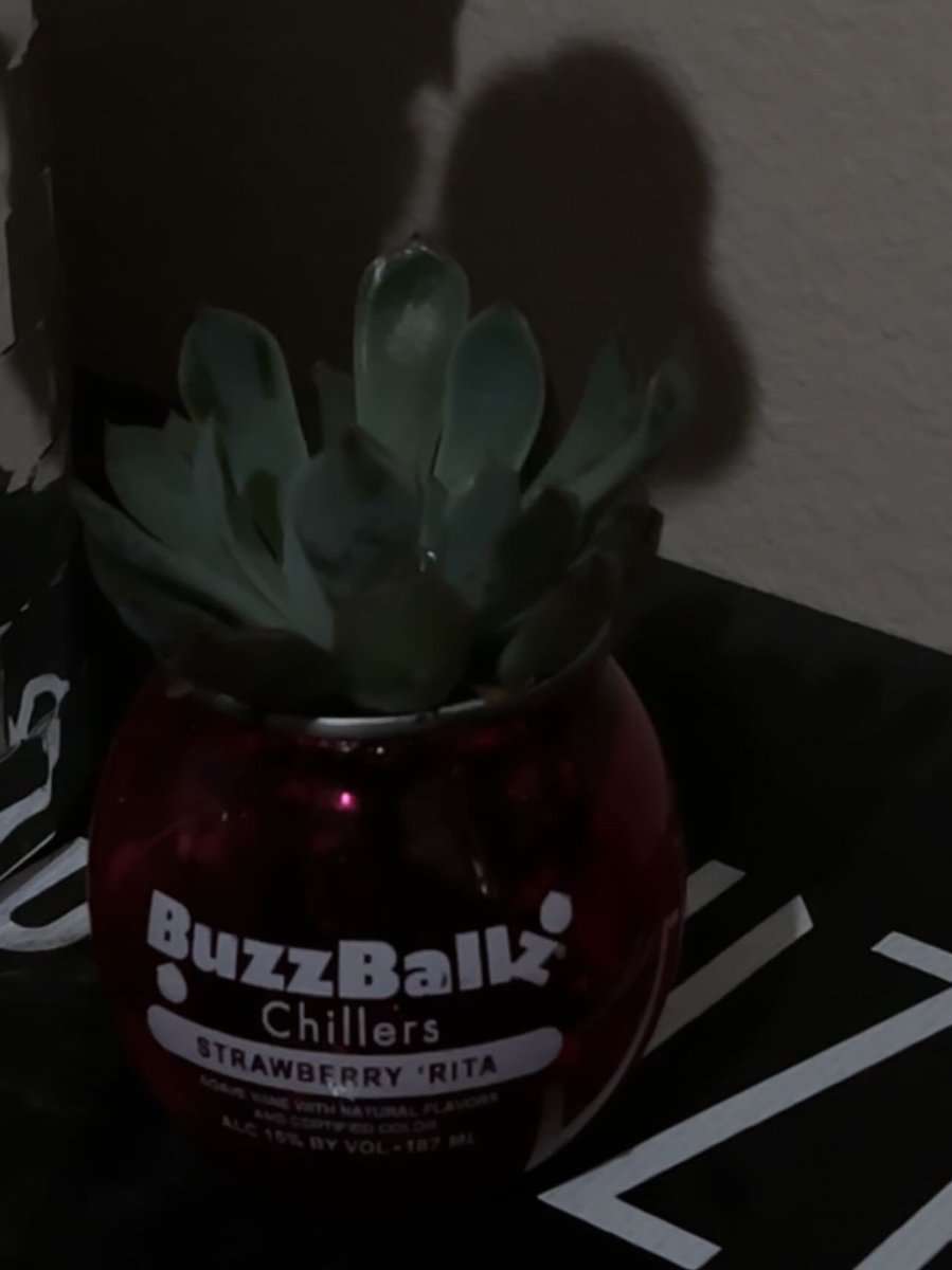 buzzball plant ₊˚ෆ