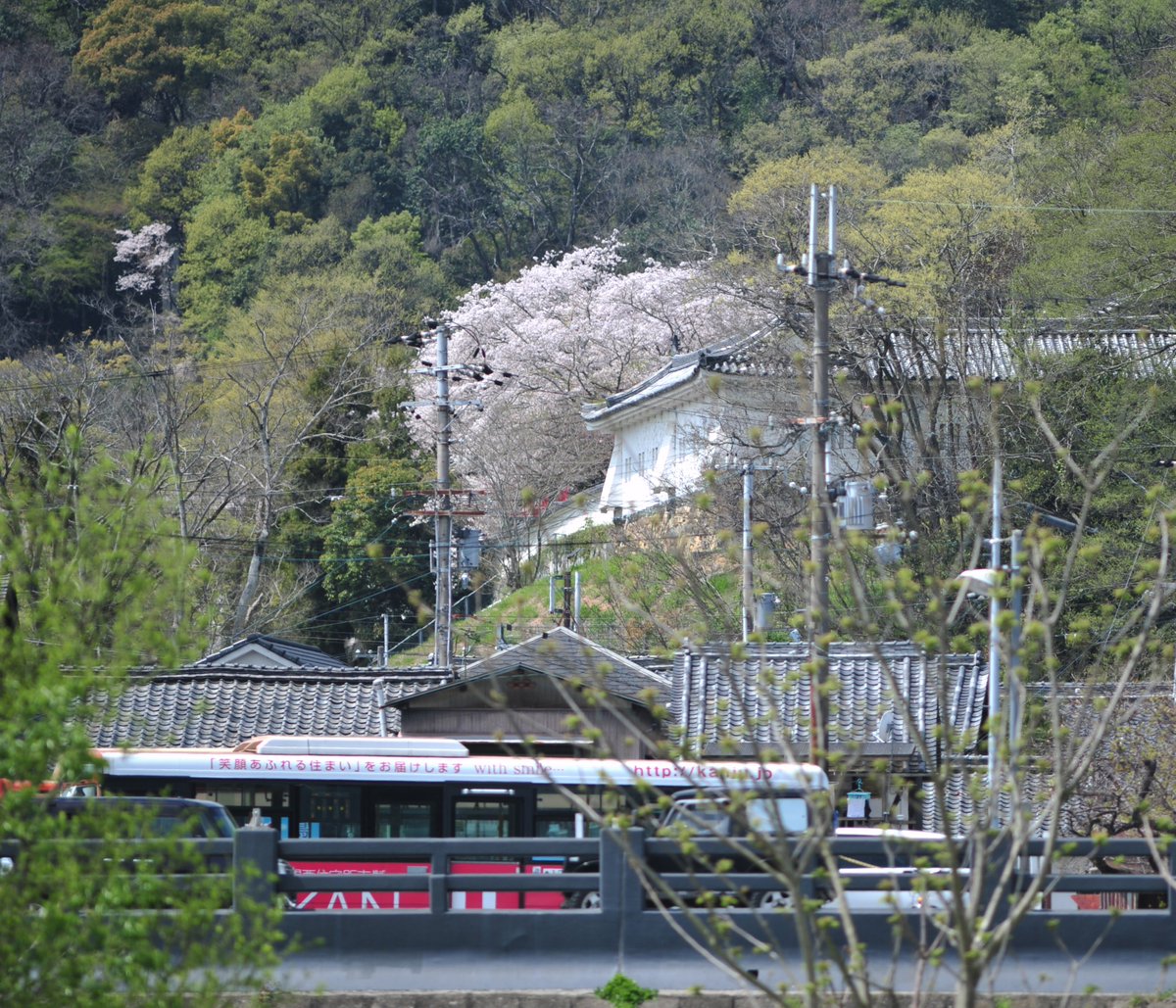 ✨今日のカモ✨
龍野 兵庫県 #揖保川
木曜日 
ツバメがとんでいる #夏鳥
最近みるようになった。いつも3月に龍野に到着します。
カルガモは年中いてます。
#留鳥
龍野城 さくら 神姫バス