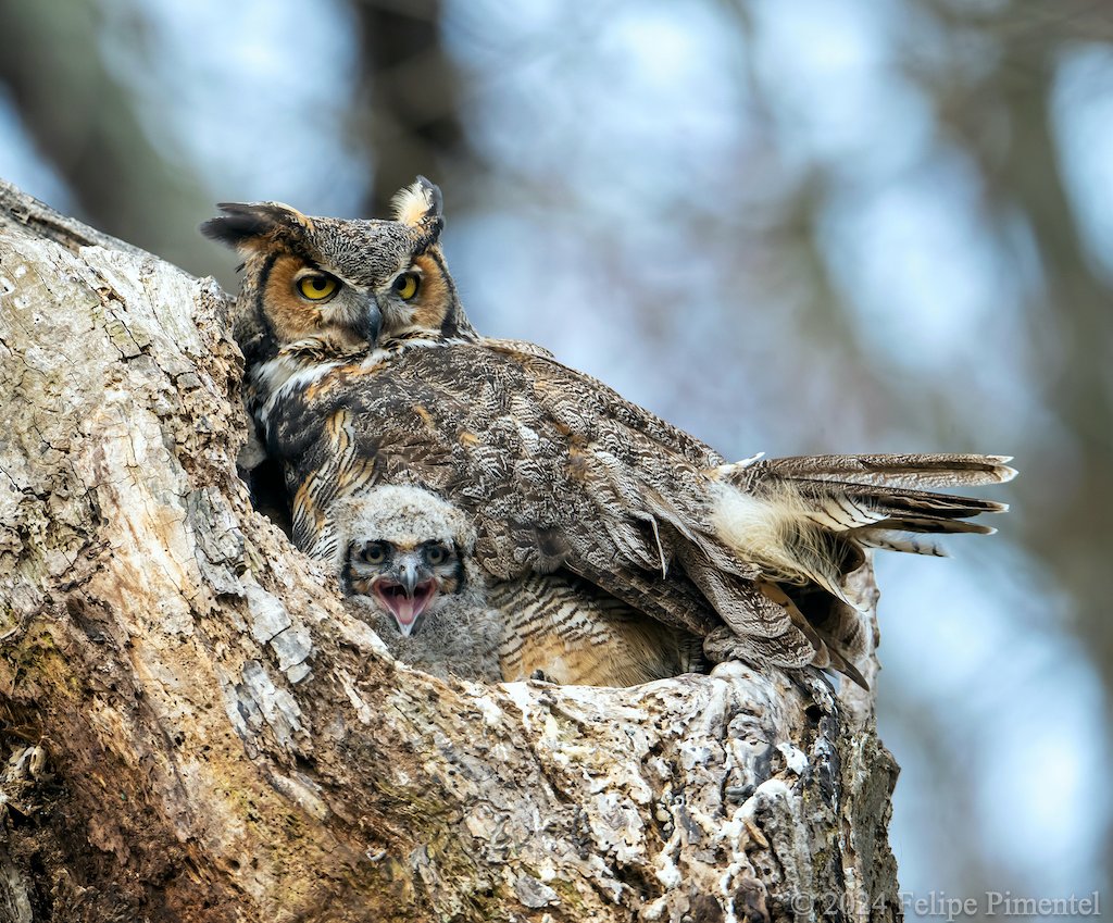 Great-Horned owls, (Bubo virginianus) mother & owlet. Seen in Long Island, NY. #wildlifephotography #birdphotography #birdwatching #BirdsSeenIn2024 #TwitterNatureCommunity #wildlife #BirdTwittern #owls