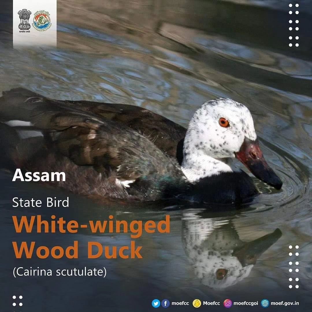 Do you know all four? #NaturalTreasuresOfIndia from the state of #Assam #MissionLiFE #ProPlanetPeople