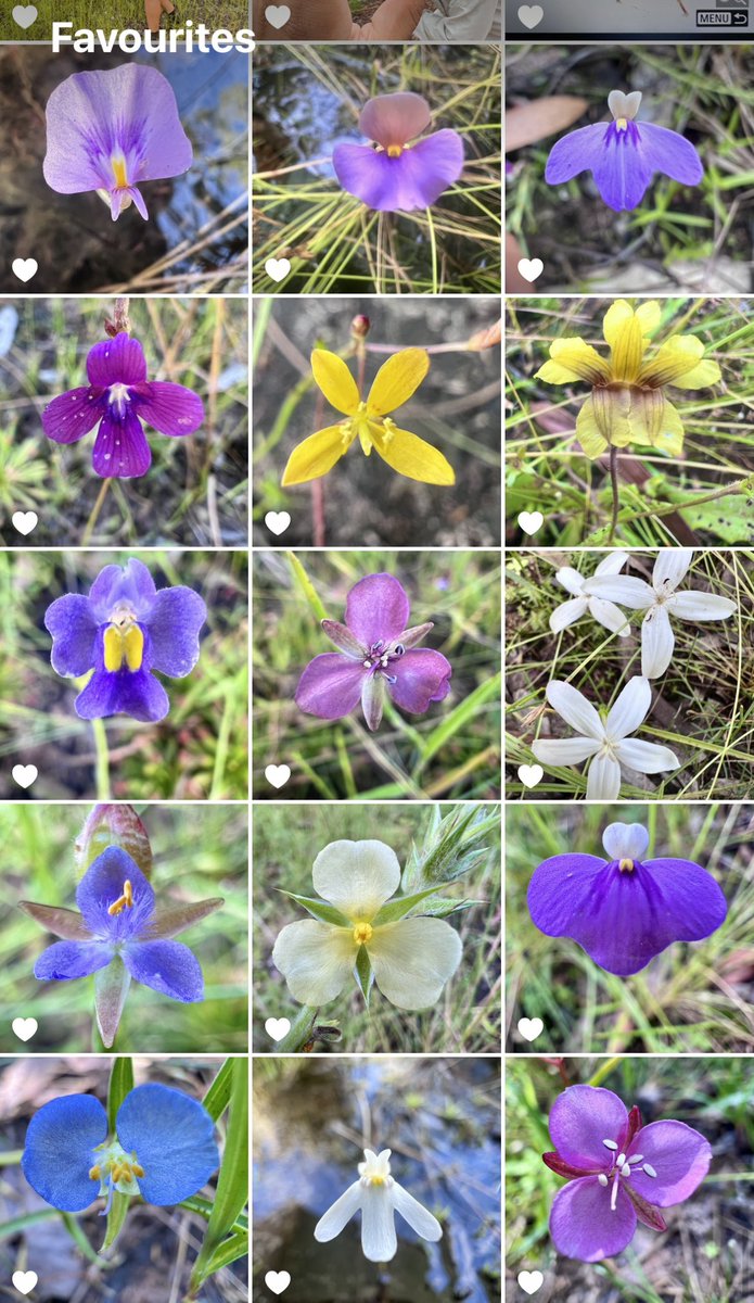 FLOWERS I have seen whilst doing plant surveys lately!! 🌸🌺✨