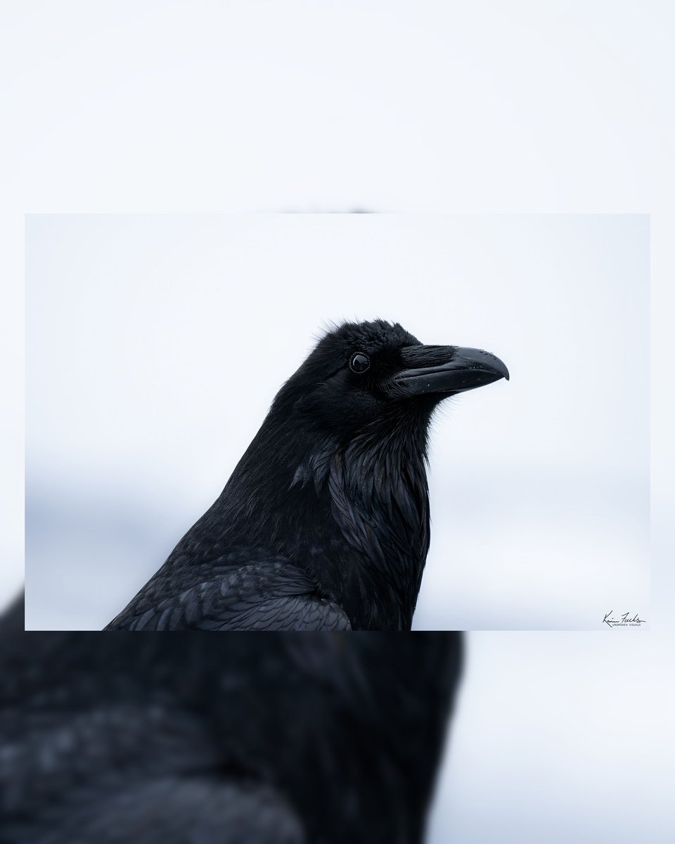 Ravens are underestimated. Such incredible animals and a lot of fun to watch. instagram.com/unspoken__visu… #raven #wildlifephotography #sonyalpha #ravens #explorepage #wildlifephotographer #unspokenvisuals #wildlife #birds