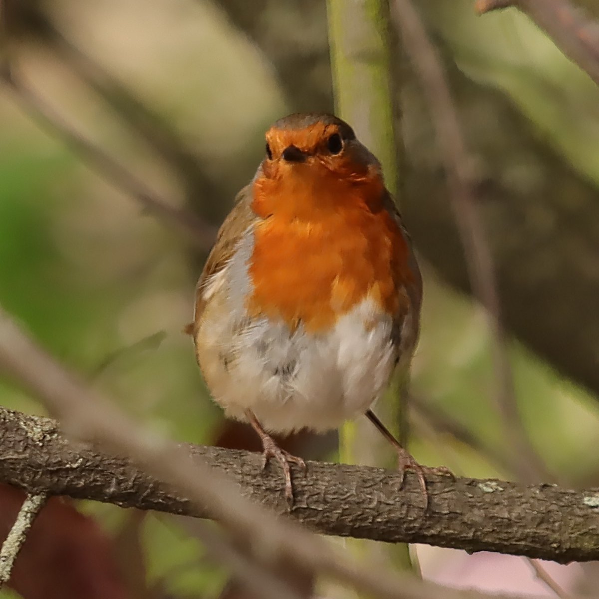 My garden Robin 'Twiglet' having a rest yesterday morning. He was chasing his female companion through the branches earlier #DDOR