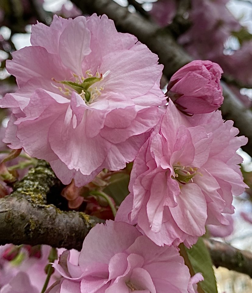 🌸 °࿐•. .｡ 🩷°࿐•. .｡🌸

#Blossom #SpringWatch