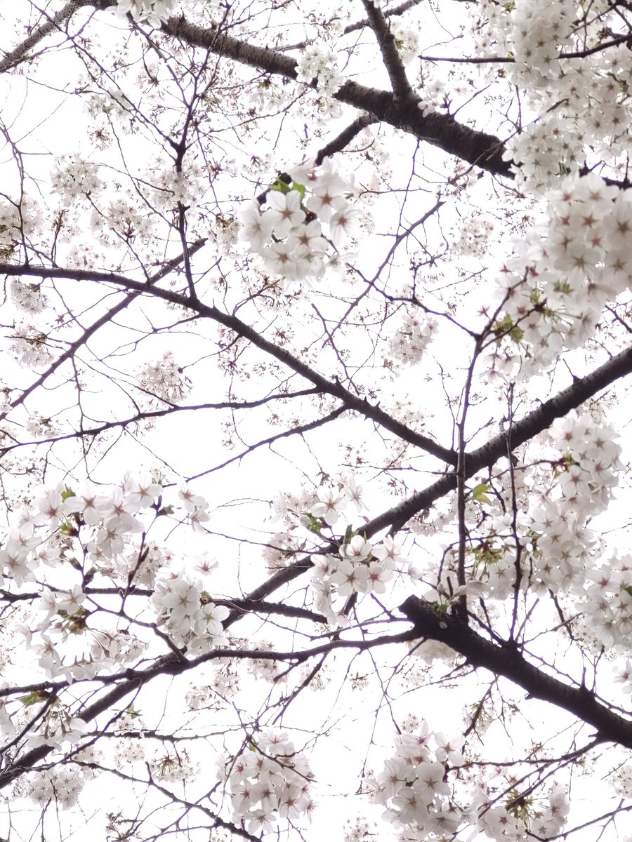 @nino_honmono わー😆
綺麗な桜🌸
色を失ってなくてよかったね😜

何より
にのちゃんがお花見できてよかった😢💛

私も先週
花見ってきた🌸
一応載せとく😁
にのちゃんみたく綺麗に撮れてないけど😅

お花見報告ありがとね💛
にのちゃんが嬉しそうで
私は幸せだよ🙈
#二宮和也 #ニノX