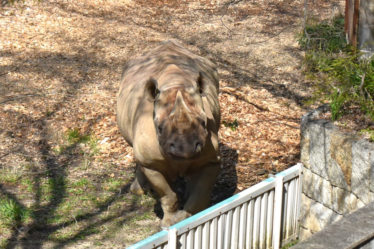 おはよう！
朝一番、#自然動物館 から降りてくる階段の途中で、#クロサイ の #アイ に会えました♡

#東山動植物園 #サイ #絶滅危惧種 #動物園 #名古屋