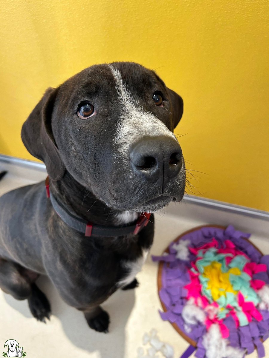 “Hey, Camden here, hoping you’ll come visit me and my dog friends at #AARCS’ shelters in #yyc and #yeg on Thursday, April 11!” 🐾 It’s the last day of our meet & greet, from 1-5pm. Adoption fees for adult dogs are reduced to $250 until April 14! 🐶 aarcs.ca/adoption-proce…