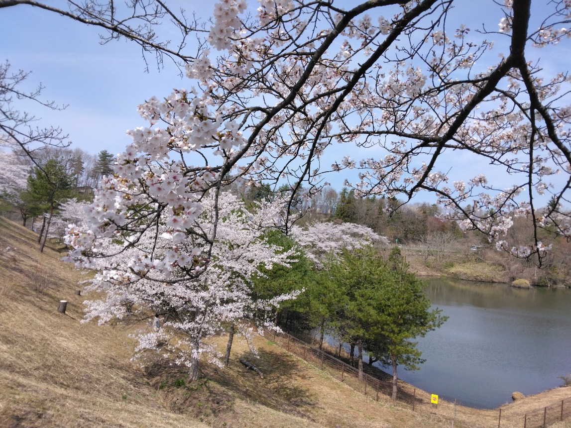 桜が満開です
パークタウンの大倉緑地
堤の土手を歩いて花見を楽しむひとがたくさん