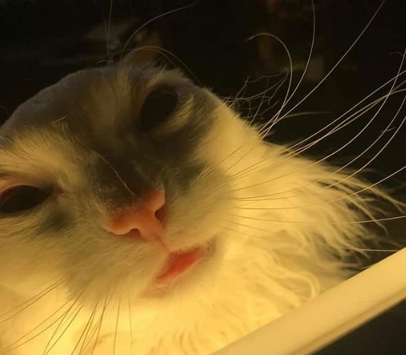 𝗩^ 𝗮𝘁𝗵𝗮𝘇𝗮𝗴𝗼𝗿𝗮𝗽𝗵𝗼𝗯𝗶𝗮 ^𝗩 (@wearymoth) on Twitter photo 