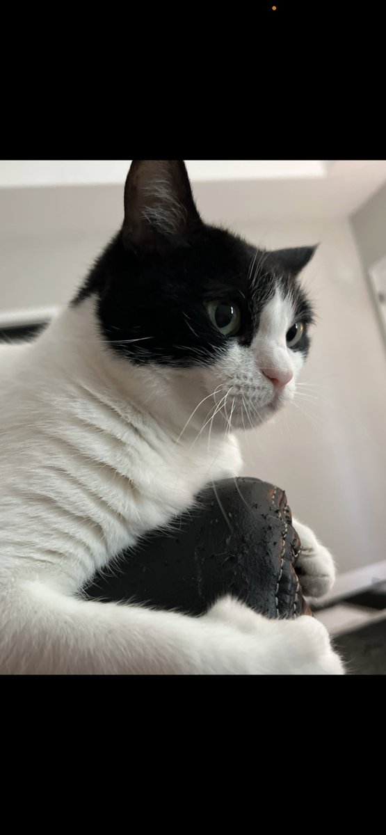 Cat.