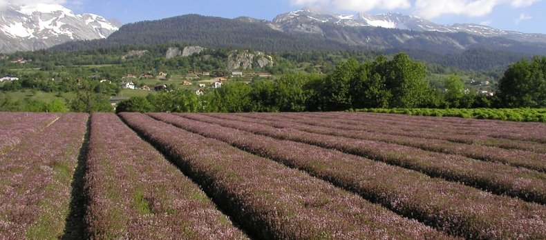 Energie solaire : Valplantes passe à la vitesse supérieure #energiesolaire #photovoltaique #valplantes #plantealpine #valais dlvr.it/T5LrCD