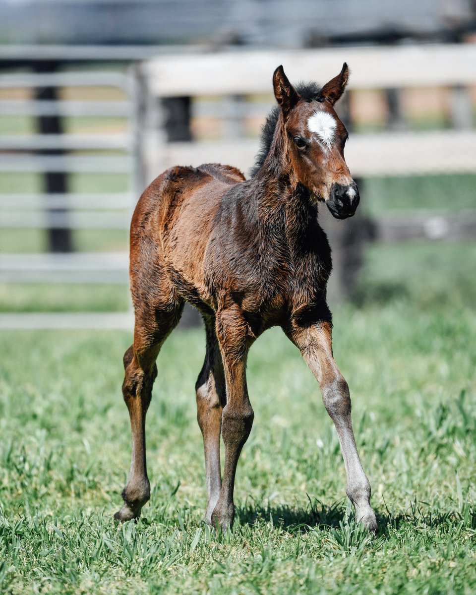 Bhima Thoroughbreds tweet media