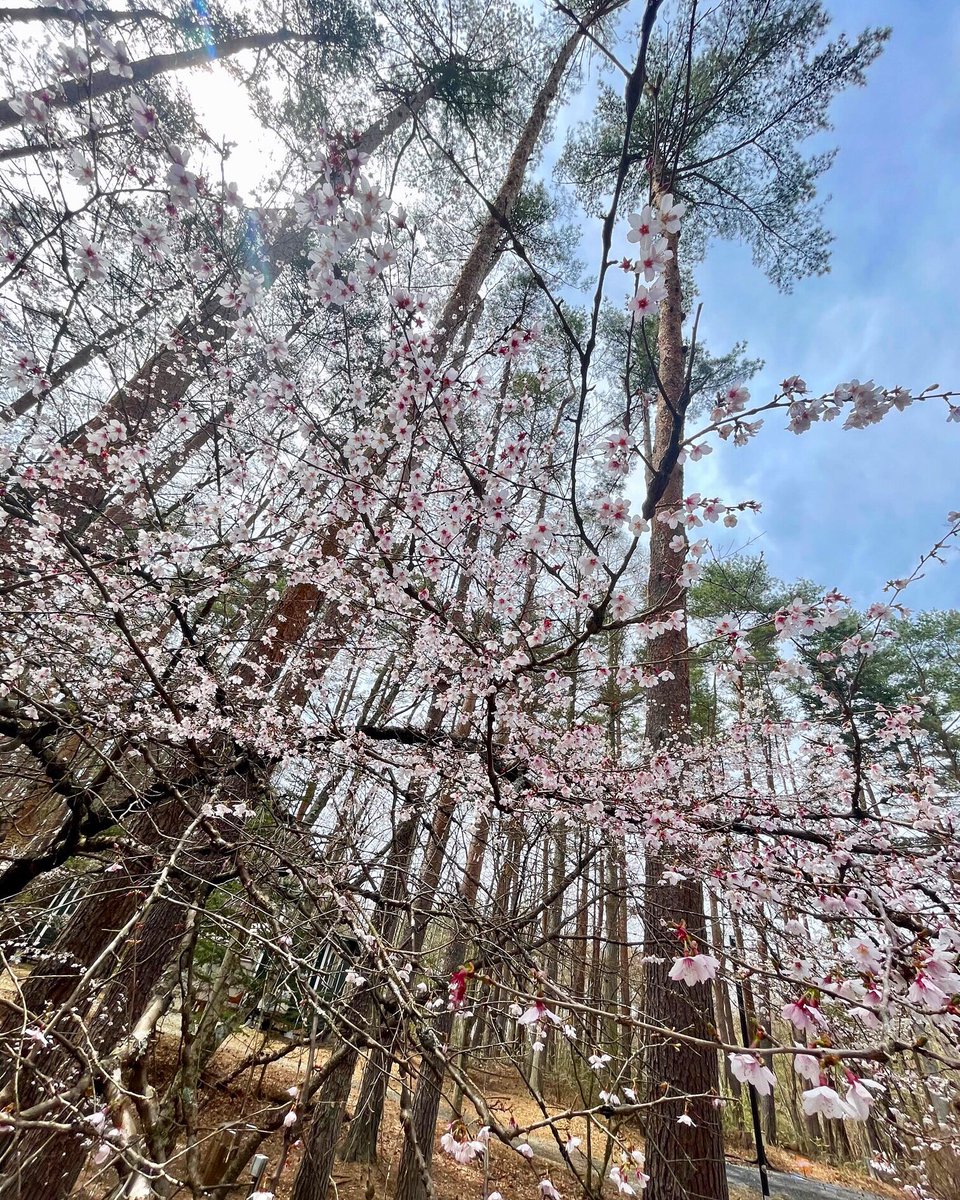 桜がきれいに咲きました。
場内の山桜です🌸

もうすっかり春キャンプシーズンですね🏕️
ぜひ富士満願ビレッジへ遊びに来て下さい🌸

#キャンプ #キャンプ場 #アウトドア #ソロキャンプ #ファミリーキャンプ