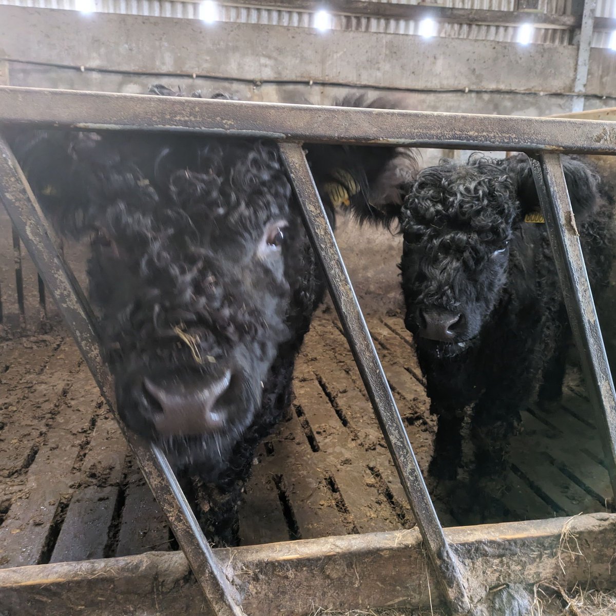 Meet the newest members of a Donegal farm family! 🐮 These adorable Black Galloway calves stole our hearts with their sweet faces and playful antics. Can't get enough of these precious moments! buff.ly/4cR6rz6 #greenrestorationireland #farmcarbon #ireland #calves