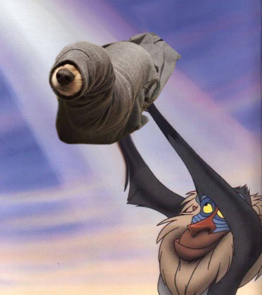 Seal Dog tweet media