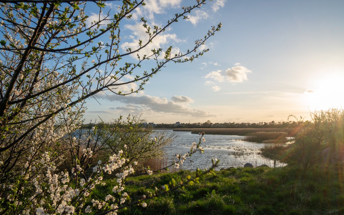 A beautiful day by the lagoon and blooming cherry tree 💮 #Denmark #SonyAlpha #NaturePhotography #photooftheday #April11th #ThursdayVibes #ThursdayMorning #Thursday #sunset 📸Dorte Hedengran