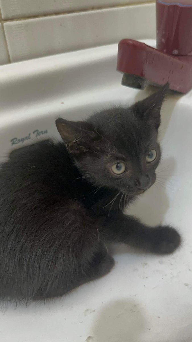 hi oomfies does anyone want to adopt this lil kitten? 🥺

landlord is not allowing him inside and we cant just dump him anywhere :( he’s had his deworming shots already

pls rt to help him find a home!