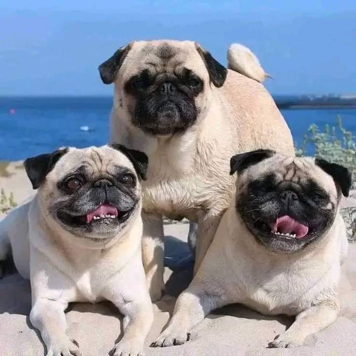 Great Photography 🥰😘🥰
#pug#pugdog#puglover#puglia