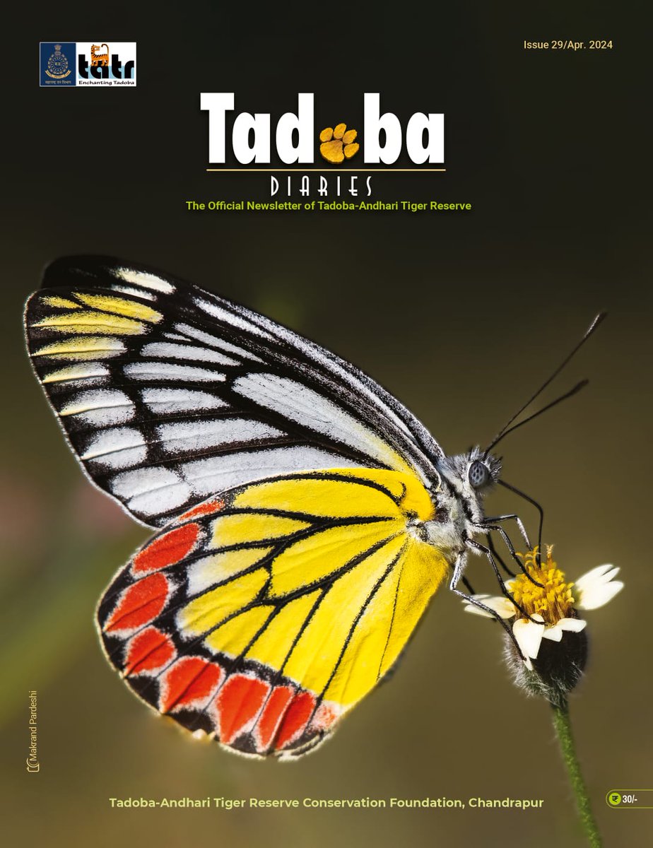 Happy to share the cover page of Tadoba Diaries - April 2024 issue. Available on all safari gates of TATR. Annual subscription for digital version: tadobastore.com/collections/ta… #tadobaandharitigerreserve #tadobadiaries #butterflies