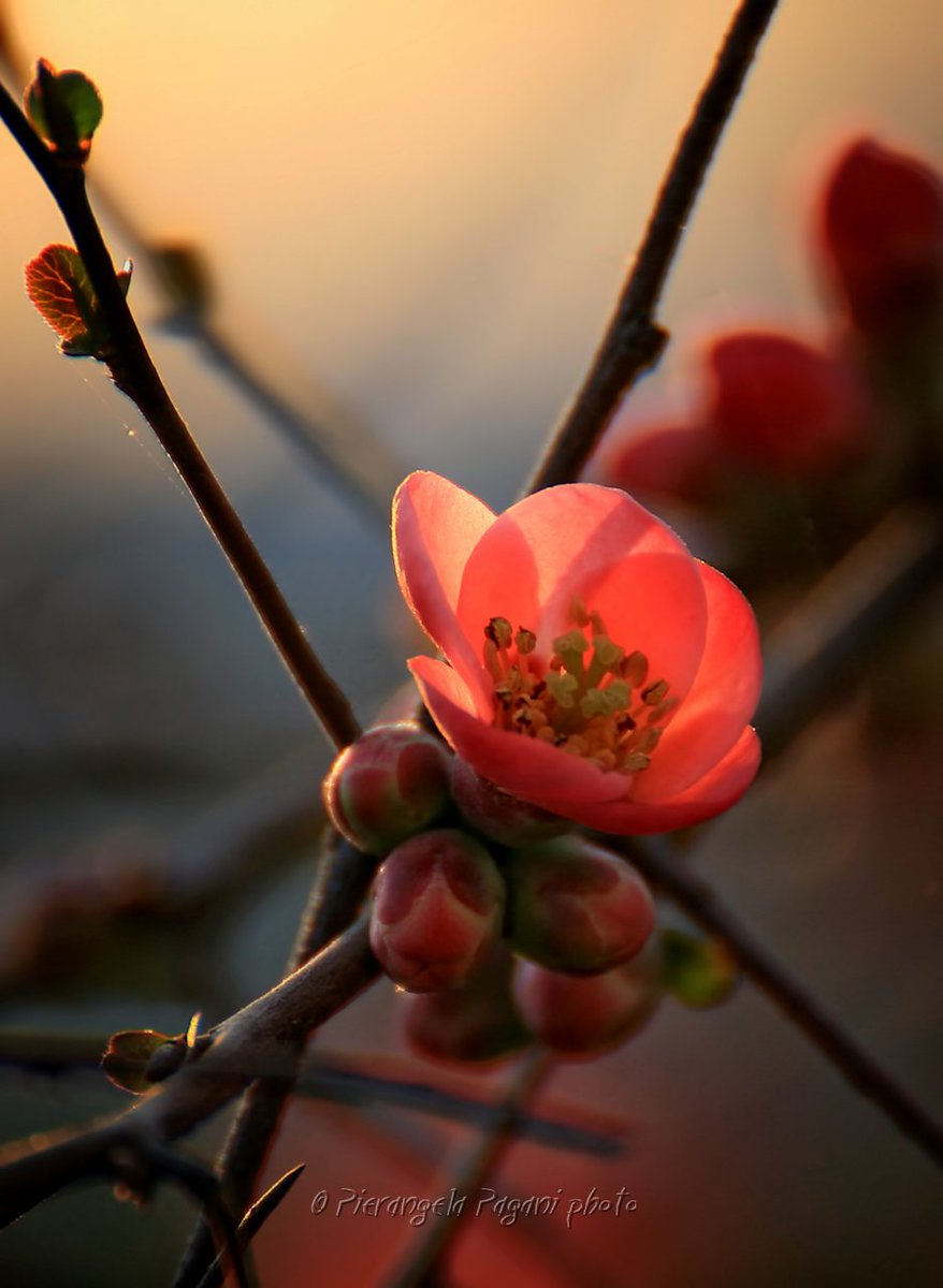 #unMomentoDi luce è l'alba che come fiore infinito, apre i suoi petali. BUON GIOVEDI' A TUTTI.