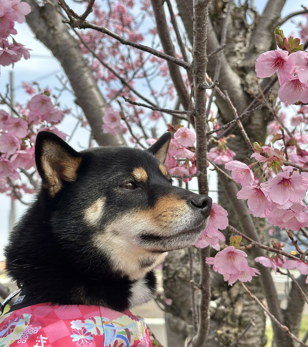 🌸キレイでした🐶❤️❤️ #柴犬 #黒柴 #お花見 #キレイ