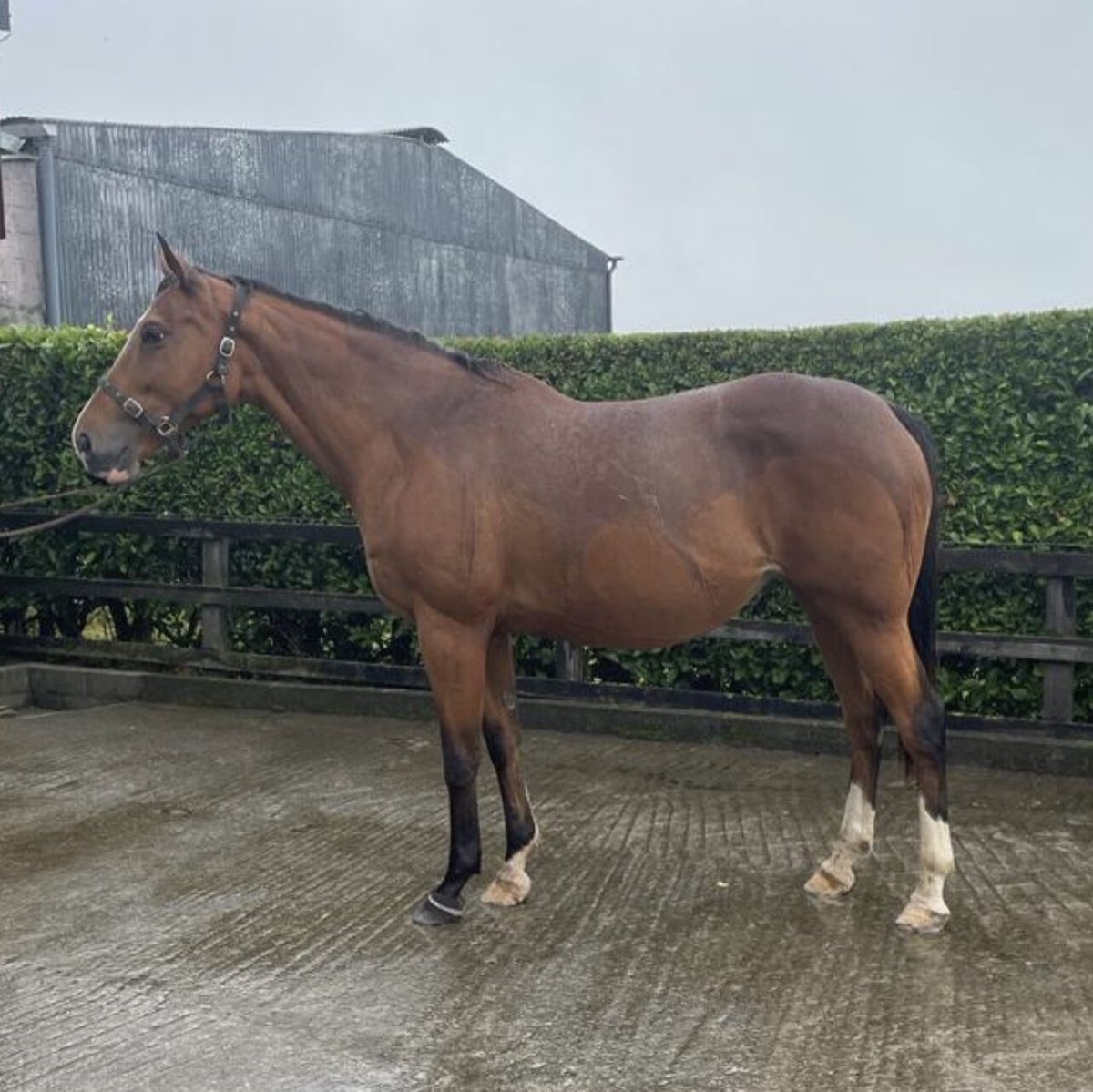 Pavement 🙌🏻 This beautiful mare is by the late Pivotal, a winner herself, she has an active page and looks very good value! See her full listing racehorsetrader.com/listing/paveme… don’t miss out, she won’t be around long 🤩 #racehorse #horseracing #broodmare